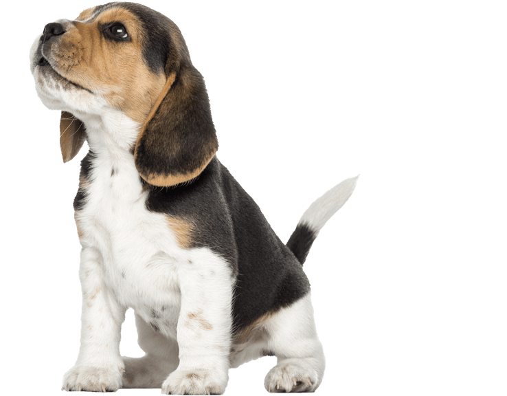 puppy class